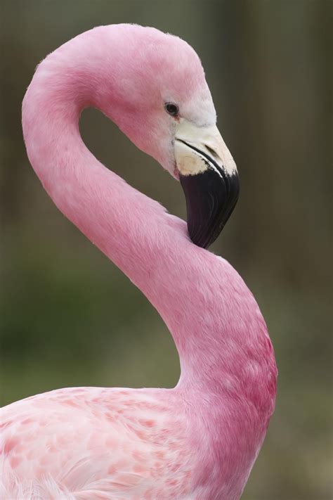 pink flamingos - rosa pink